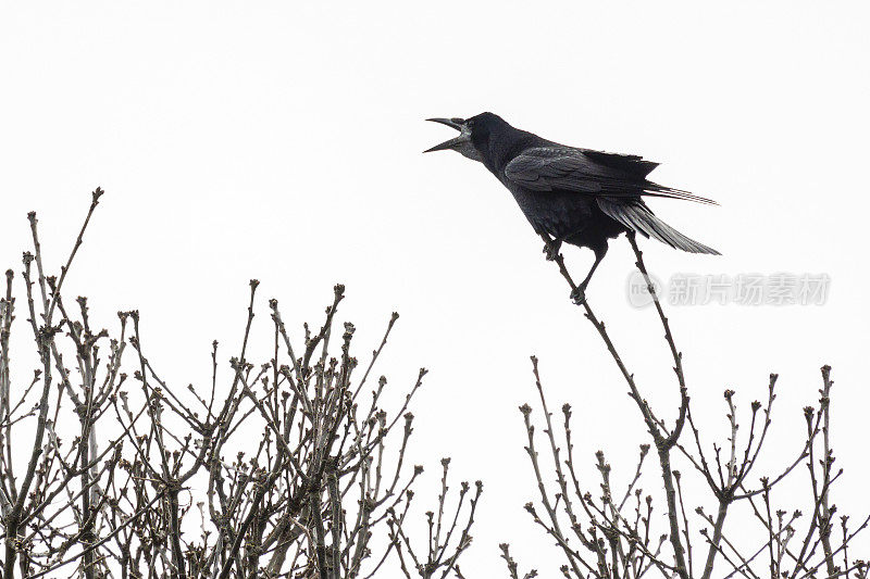 Rook (Corvus frugilegus)呼叫